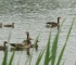 Beigi-Kinderdijk-3.jpg