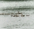 Beigi-Kinderdijk-2.jpg