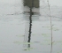 Beigi-Kinderdijk-23.jpg