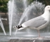 Beigi-Den Haag-65.jpg