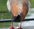 Beigi-Keukenhof-5.jpg