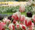 Beigi-Keukenhof-6.jpg