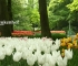 Beigi-Keukenhof-7.jpg