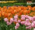 Beigi-Keukenhof-8.jpg