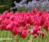 Beigi-Keukenhof-10.jpg