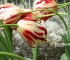 Beigi-Keukenhof-11.jpg