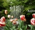 Beigi-Keukenhof-12.jpg
