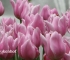 Beigi-Keukenhof-13.jpg