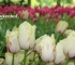 Beigi-Keukenhof-15.jpg