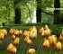 Beigi-Keukenhof-16.jpg