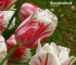 Beigi-Keukenhof-17.jpg