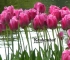 Beigi-Keukenhof-21.jpg