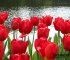 Beigi-Keukenhof-22.jpg