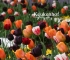 Beigi-Keukenhof-24.jpg