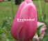 Beigi-Keukenhof-25.jpg