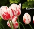 Beigi-Keukenhof-27.jpg
