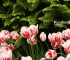 Beigi-Keukenhof-28.jpg