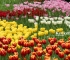 Beigi-Keukenhof-30.jpg