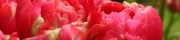 Beigi-Keukenhof-43.jpg