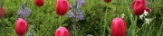 Beigi-Keukenhof-66.jpg