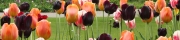 Beigi-Keukenhof-73.jpg