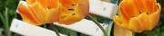 Beigi-Keukenhof-74.jpg