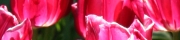 Beigi-Keukenhof-81.jpg