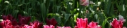 Beigi-Keukenhof-82.jpg