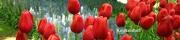Beigi-Keukenhof-83.jpg