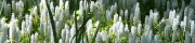 Beigi-Keukenhof-89.jpg