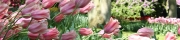 Beigi-Keukenhof-91.jpg