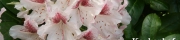 Beigi-Keukenhof-93.jpg