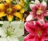 Beigi-Keukenhof-99.jpg