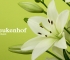Beigi-Keukenhof-101.jpg