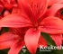 Beigi-Keukenhof-102.jpg