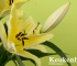 Beigi-Keukenhof-103.jpg
