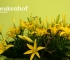 Beigi-Keukenhof-104.jpg