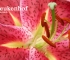 Beigi-Keukenhof-105.jpg