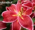 Beigi-Keukenhof-106.jpg