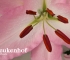 Beigi-Keukenhof-107.jpg