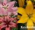 Beigi-Keukenhof-108.jpg