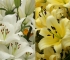 Beigi-Keukenhof-109.jpg
