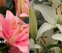 Beigi-Keukenhof-110.jpg