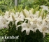 Beigi-Keukenhof-112.jpg