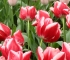 Beigi-Keukenhof-95.jpg