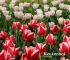 Beigi-Keukenhof-97.jpg