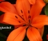 Beigi-Keukenhof-98.jpg