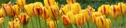 Beigi-Keukenhof-35.jpg