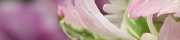 Beigi-Keukenhof-38.jpg