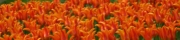 Beigi-Keukenhof-41.jpg